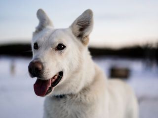 Abenteuer Lappland
