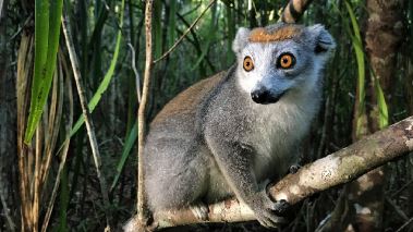 Det okaenda Madagaskar