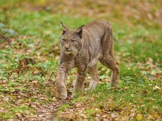 Naturwunder Deutschland