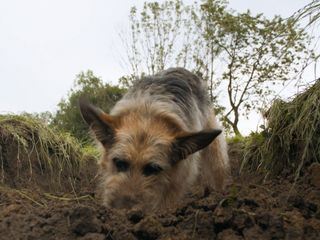 Racko - Ein Hund fuer alle Faelle