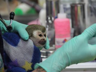 Dr. Ks tierische Notaufnahme