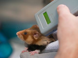 Seeloewe & Co. - tierisch beliebt