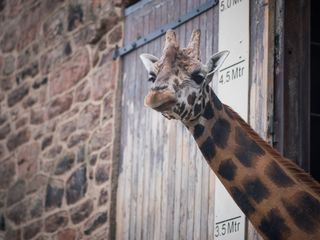 Zoo und so - Tierisch wild!
