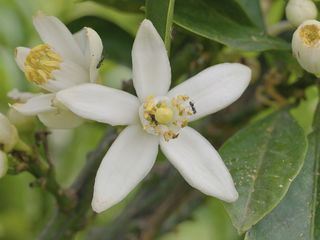 Die Welt der Zitrusfruechte