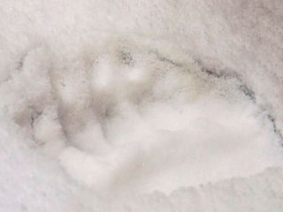 Baerenspur ums Koenigsschloss