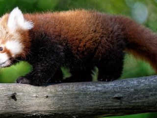 Giraffe, Erdmaennchen & Co.