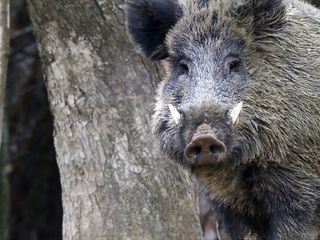 Wildschweine - Dicke Schwarte, kluger Kopf