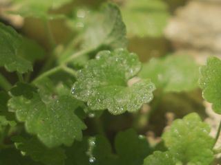 Schmeckt das oder kann das weg?