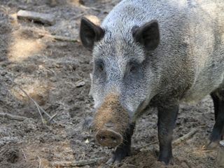 Tierische Eroberer Tierische Eroberer