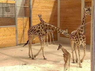 Giraffe, Erdmaennchen & Co.