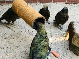 Wilder Wilder Westen