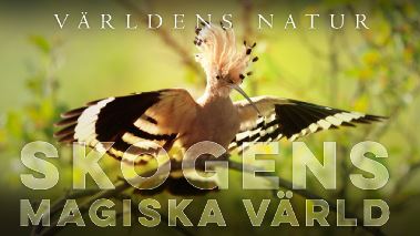 Vaerldens natur: Skogens magiska vaerld