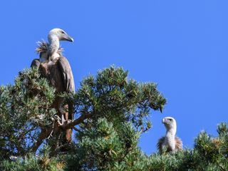 Wildes Spanien