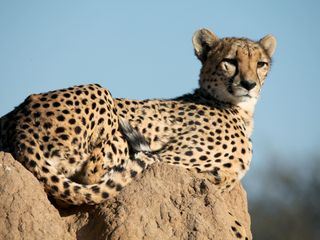 Namibias Geparden: Hoffnung fuer die Raubkatzen