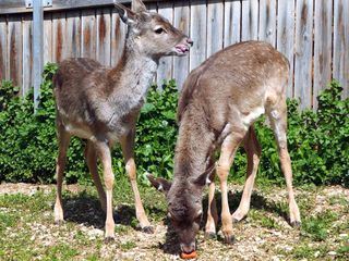 Giraffe, Erdmaennchen & Co.