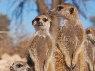 Mitbestimmung im Tierreich