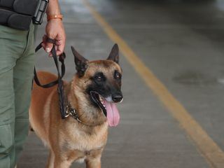 Amerikas heisse Grenze: Die Hundestaffel