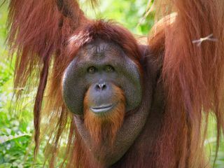 Orang-Utans - Borneos Waldmenschen