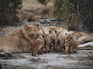 Tierkinder der Wildnis