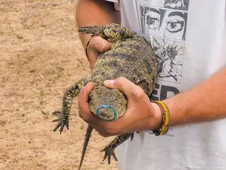 Das Waisenhaus fuer wilde Tiere