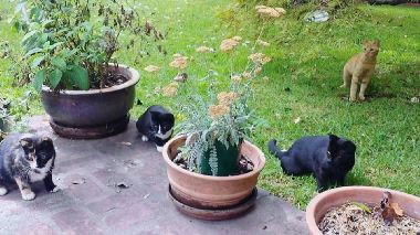 Der Katzenfluesterer Der Katzenfluesterer