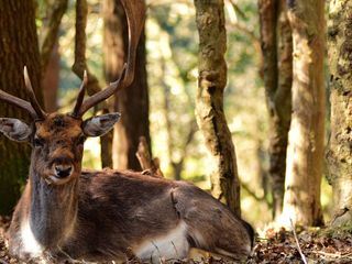 Wald der wilden Ponys