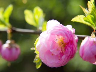 Schnittgut. Alles aus dem Garten