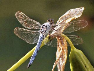 Libellen - Die Himmelsjaeger