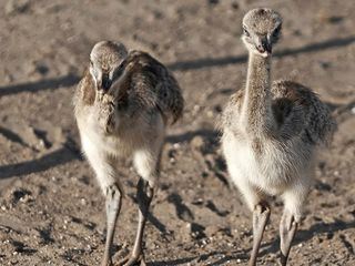 Giraffe, Erdmaennchen & Co.