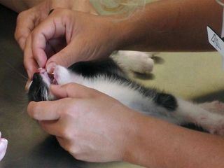 Hautnah: Die Tierklinik