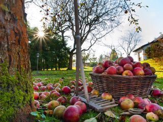 Geheimnisvoller Garten