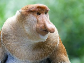 Borneo - Gruenes Juwel am Äquator