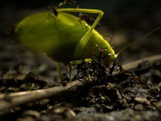 Wanderungen im Tierreich