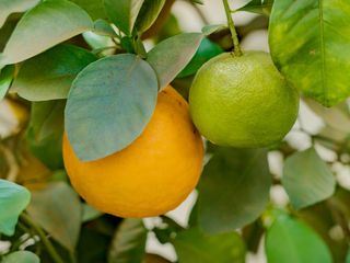 Orangen - Genuss mit Beigeschmack