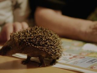 Igel unter uns