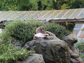 Bronx Zoo - Tierpark der Superlative