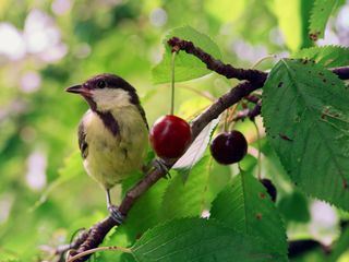 Kleine Meise ganz gross