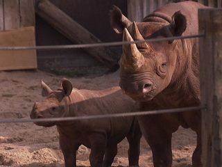 Elefant, Tiger & Co.