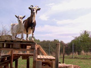 Tierisch tierisch
