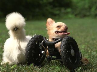 Tierische Freundschaften