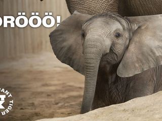 Elefant, Tiger & Kids: Zoo-Praktikum backstage