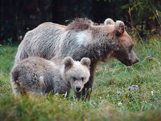 Wildes Slowenien