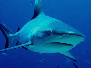 Das blaue Wunder - Im Inselreich von Raja Ampat