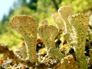 Geheimnisvolle Moorlandschaften