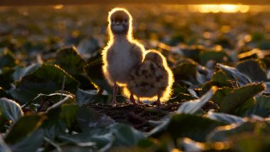 Europas fem vaerldar