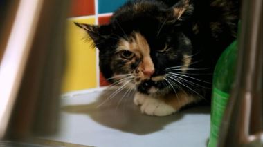 Der Katzenfluesterer Der Katzenfluesterer