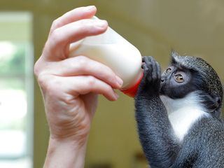 Panda, Gorilla & Co.