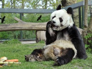 Panda, Gorilla & Co.