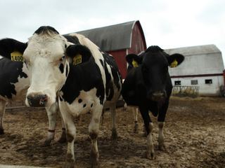 Der unglaubliche Dr. Pol