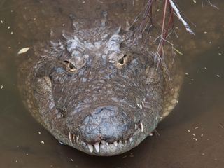 Afrikas toedlichste Jaeger